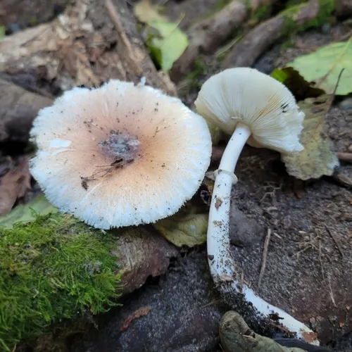 Lepiota rubrotinctoides