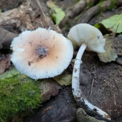 Lepiota rubrotinctoides thumbnail 1