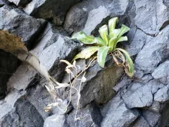 North Pacific Whitlow-grass thumbnail 4