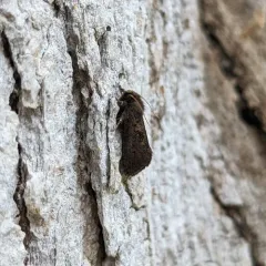 Dark Acrolophus thumbnail 4