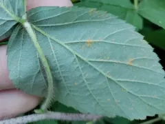 Red Raspberry Yellow Rust thumbnail 2