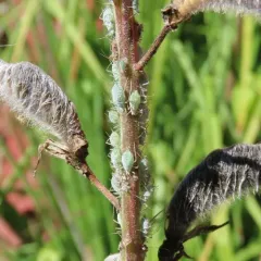 Lupine Aphid thumbnail 4