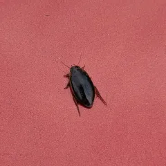 Double-marked Swimming Beetle thumbnail 4