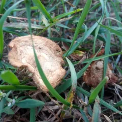 fairy ring marasmius thumbnail 2