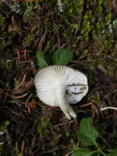 Hygrophorus pustulatoides thumbnail 2