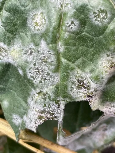 Hound's-Tongue Powdery Mildew