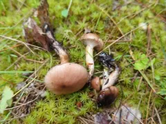 Gomphidius nigricans thumbnail 2