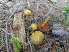 Cortinarius ominosus thumbnail 4