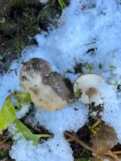 Lactarius caespitosus thumbnail 4