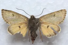 Lasionycta leucocycla thumbnail 3