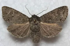Polia rogenhoferi thumbnail 4