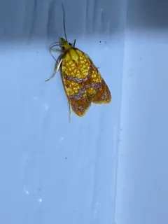 Sparganothis lycopodiana thumbnail 3