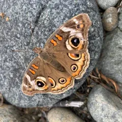 Gray Buckeye thumbnail 4