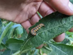 Gold Moth thumbnail 4