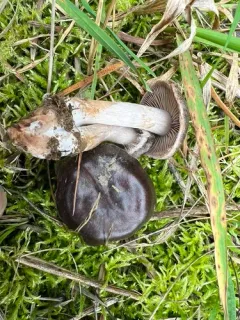Cortinarius inconspicuus thumbnail 3