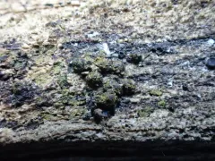 Pseudotrichia mutabilis thumbnail 3