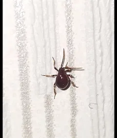 Smooth Spider Beetle thumbnail 2