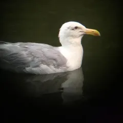 Glaucous-winged Gull thumbnail 4