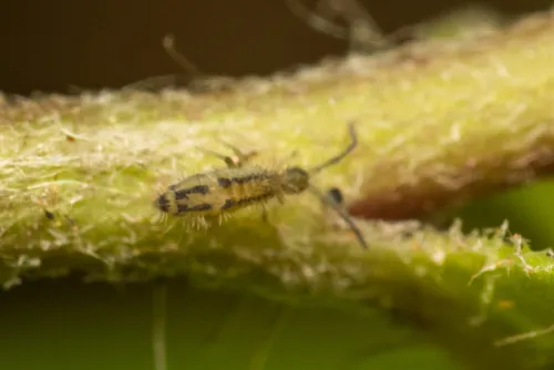 Entomobrya gisini