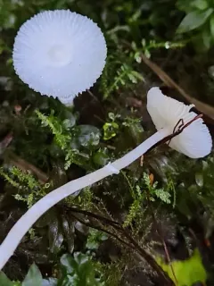 Lepiota sequoiarum thumbnail 4