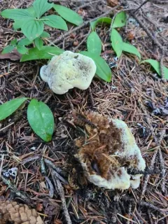 Hydnellum mirabile thumbnail 1