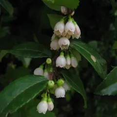 Evergreen Huckleberry thumbnail 4