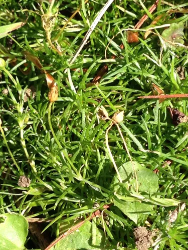 Heath Pearlwort