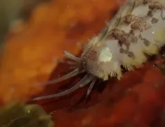 Fifteen-scaled Worm thumbnail 2