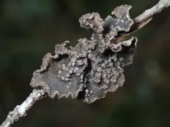Pseudocyphellaria mallota thumbnail 1