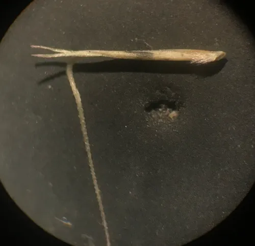 Slim-spike Three-awn Grass