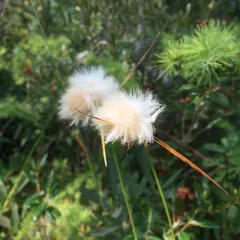 tawny cottongrass thumbnail 4