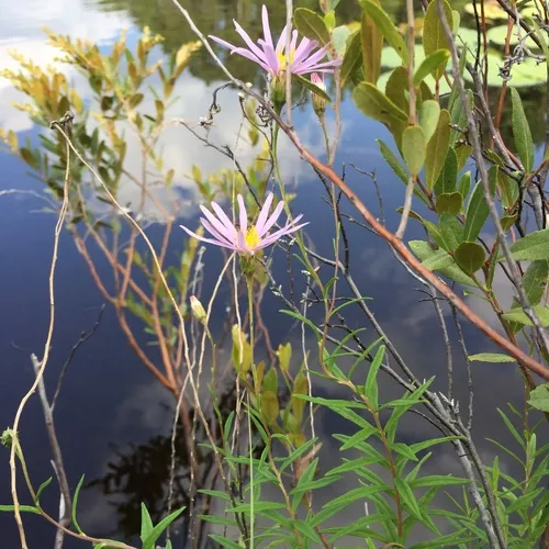 bog aster