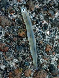 Whitebait Smelt thumbnail 2