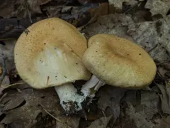 Hard's Stropharia thumbnail 2