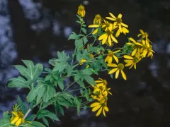 cutleaf coneflower thumbnail 4
