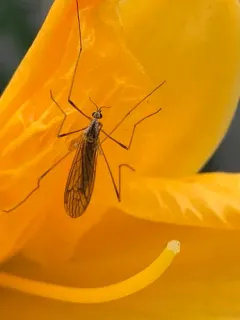 Symplecta pilipes thumbnail 3