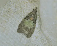 Raspberry Leafroller Moth thumbnail 3
