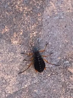 black willow aphid thumbnail 1