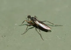 Tachypeza corticalis thumbnail 2