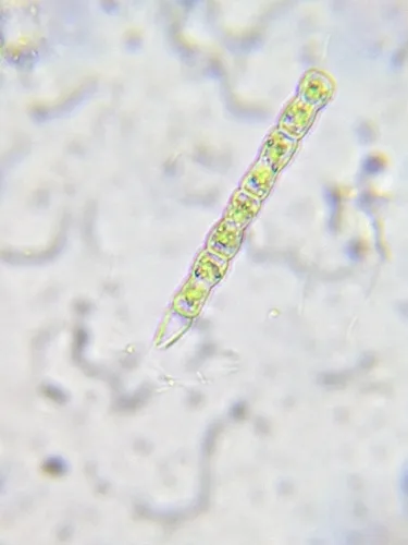 Groenbladia undulata