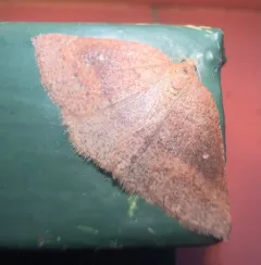 Drepanulatrix monicaria thumbnail 3