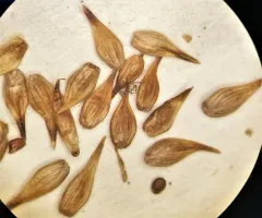Jones' sedge thumbnail 3