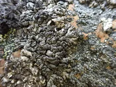 Mountain Sausage Lichen thumbnail 4