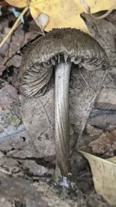 Entoloma nodosporum thumbnail 2