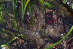 Orthopyxis compressa thumbnail 2