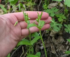 nodding chickweed thumbnail 3