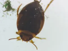 Say's Diving Beetle thumbnail 1