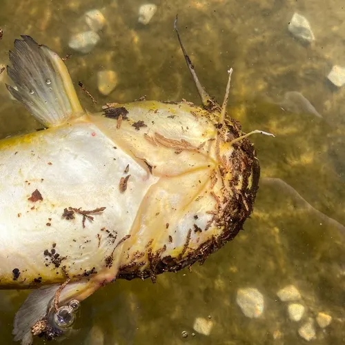 Yellow Bullhead