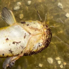 Yellow Bullhead thumbnail 1