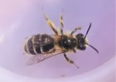 Canadian Mining Bee thumbnail 2